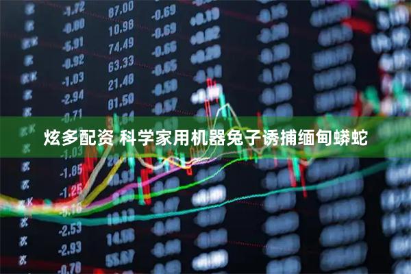 炫多配资 科学家用机器兔子诱捕缅甸蟒蛇